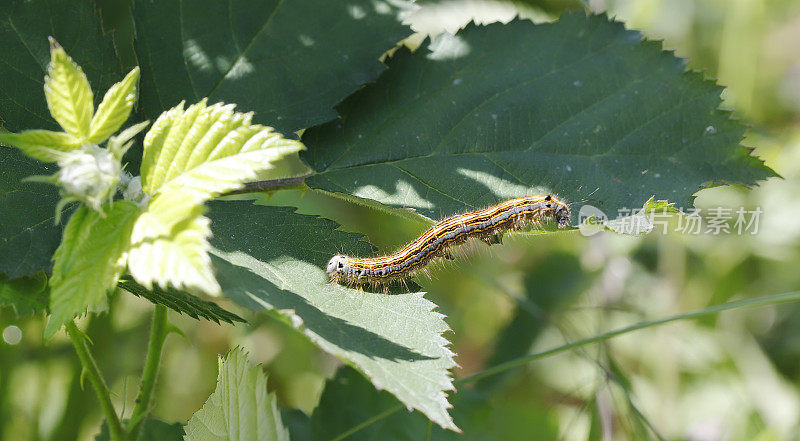 马科蛾(Malacosoma neustria)毛虫